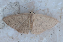 Cyclophora obstataria