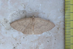 Cyclophora obstataria