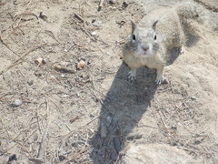 Otospermophilus beecheyi