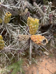 Cylindropuntia whipplei