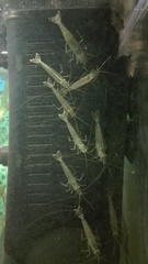 Caridina multidentata