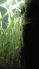 Caridina multidentata