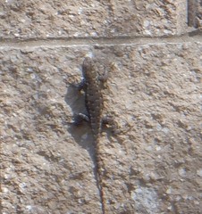 Sceloporus occidentalis