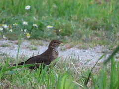 Turdus merula