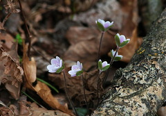 Hepatica