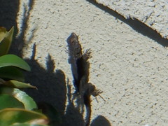 Sceloporus occidentalis