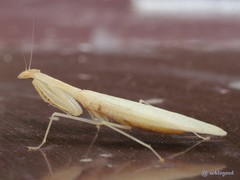 Sinomantis denticulata