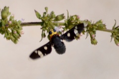 Hyperalonia morio morio