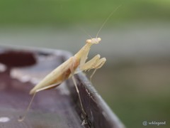 Sinomantis denticulata