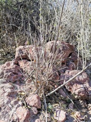 Anisacanthus puberulus