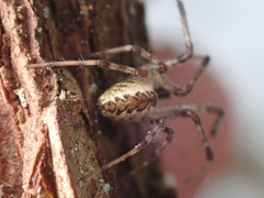 Pityohyphantes phrygianus