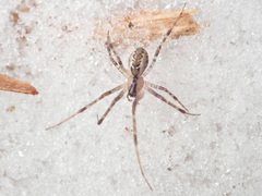 Pityohyphantes phrygianus