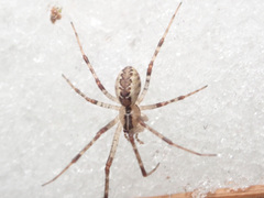 Pityohyphantes phrygianus