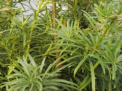 Podocarpus macrophyllus