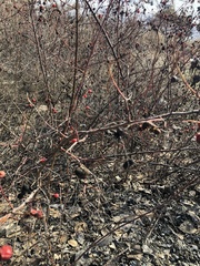 Diplolepis variabilis