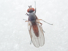 Heteromyza