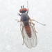 Heteromyza - Photo (c) Иван Матершев,  זכויות יוצרים חלקיות (CC BY-NC), הועלה על ידי Иван Матершев