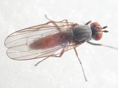 Heteromyza