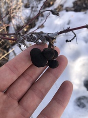 Diplolepis variabilis