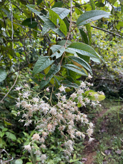Vernonanthura patens