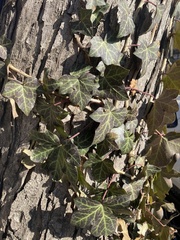 Hedera helix