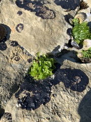 Ulva californica