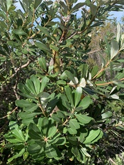 Banksia paludosa