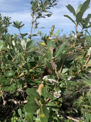 Banksia paludosa