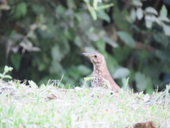 Turdus philomelos