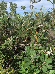Banksia paludosa