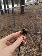 Diplolepis variabilis