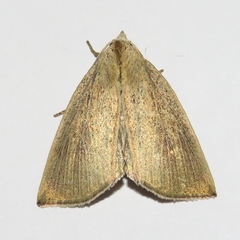 Lophocalama neuritis