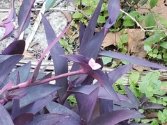 Tradescantia pallida