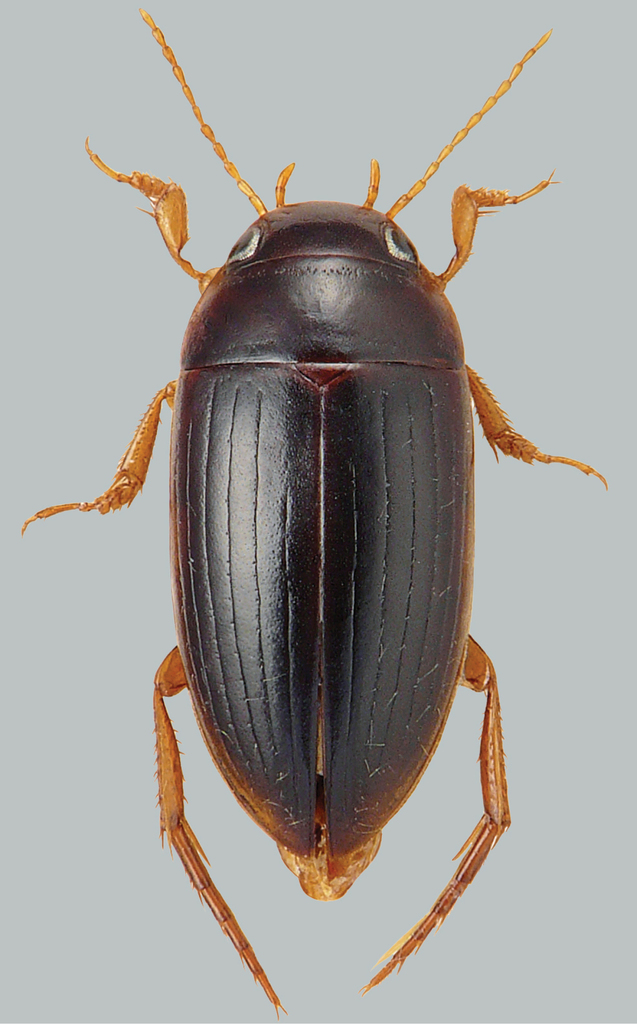 Copelatus tenebrosus