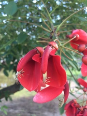 Erythrina crista-galli