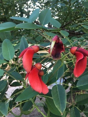 Erythrina crista-galli