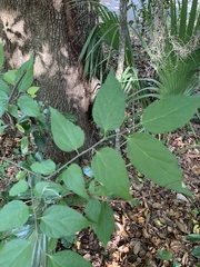 Celtis laevigata image