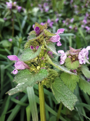 Lamium purpureum