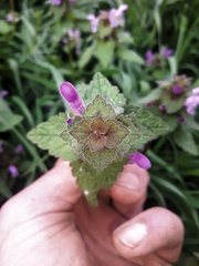 Lamium purpureum