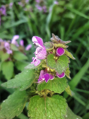 Lamium purpureum