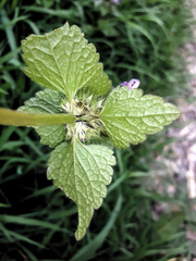 Lamium purpureum