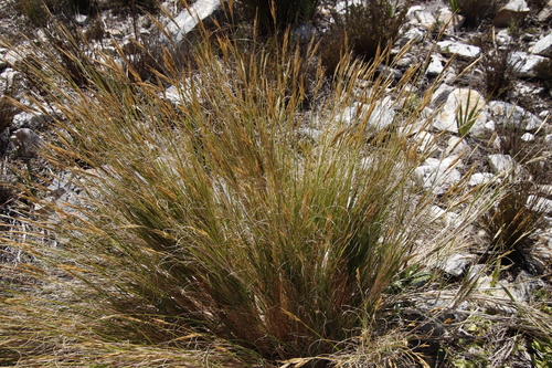 Image of Pentameris macrocalycina by (c) Tony Rebelo, some rights reserved (CC BY-SA)
