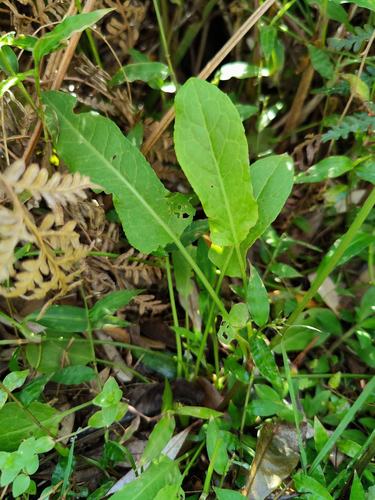 Rumex brownii