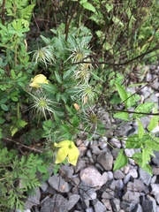 Clematis serratifolia