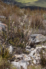 Erica grisbrookii