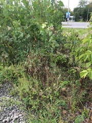 Clematis serratifolia