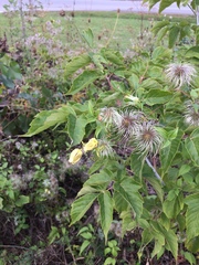 Clematis serratifolia
