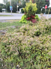 Clematis serratifolia