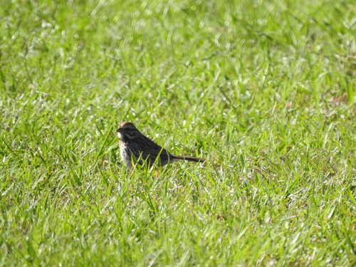 Song Sparrow photographed in South Carolina