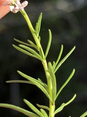 Selago lilacina